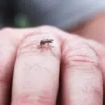 Comment se débarrasser des moustiques naturellement