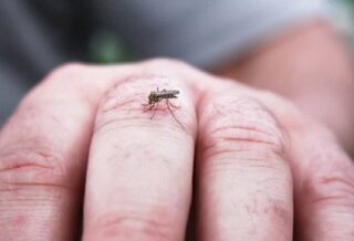 Comment se débarrasser des moustiques naturellement