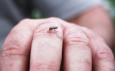 Comment se débarrasser des moustiques naturellement