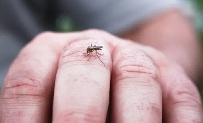 Comment se débarrasser des moustiques naturellement