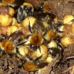 Comment se débarrasser efficacement d'un nid de bourdons dans votre jardin