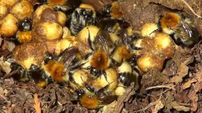 Comment se débarrasser efficacement d'un nid de bourdons dans votre jardin