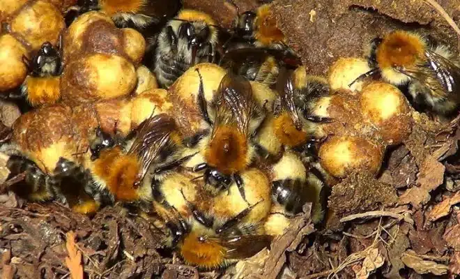 Comment se débarrasser efficacement d'un nid de bourdons dans votre jardin