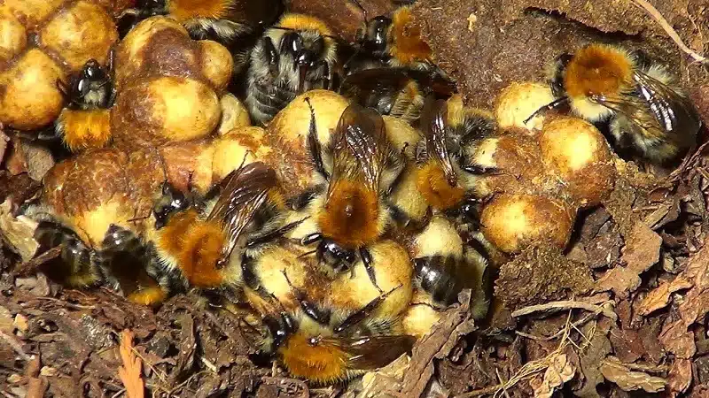 Comment se débarrasser efficacement d'un nid de bourdons dans votre jardin