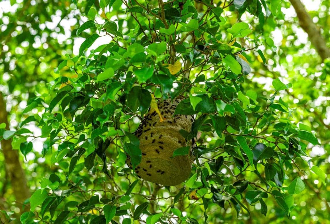 Comment se débarrasser efficacement d'un nid de bourdons dans votre jardin