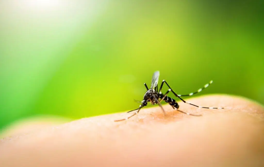 se débarrasser des moustiques naturellement